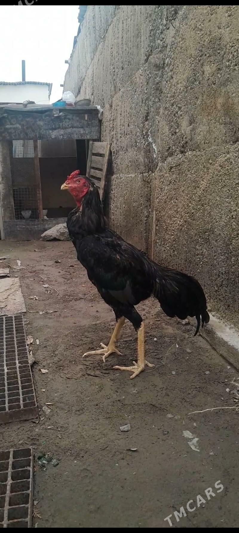 Taskent horoz - Büzmeýin - img 1