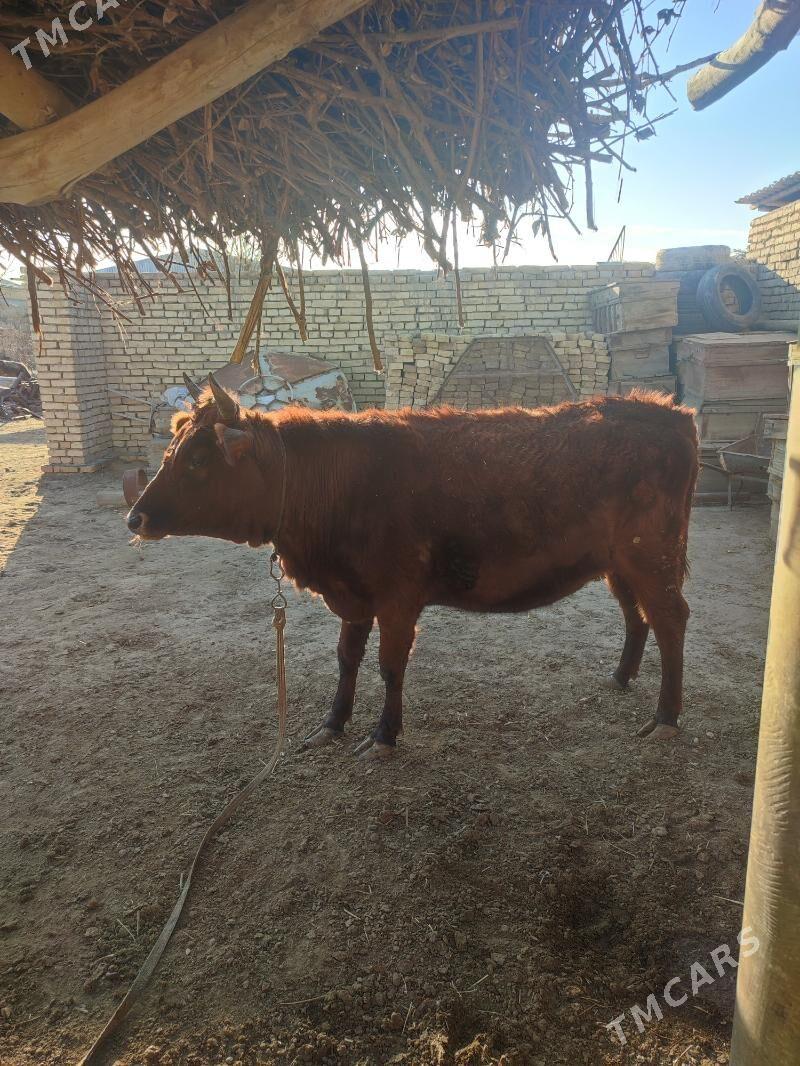 сыгыр - Векильбазар - img 1