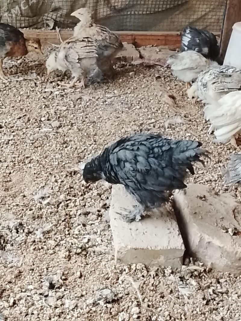 брома гигант жуйжелер - Çärjew - img 1