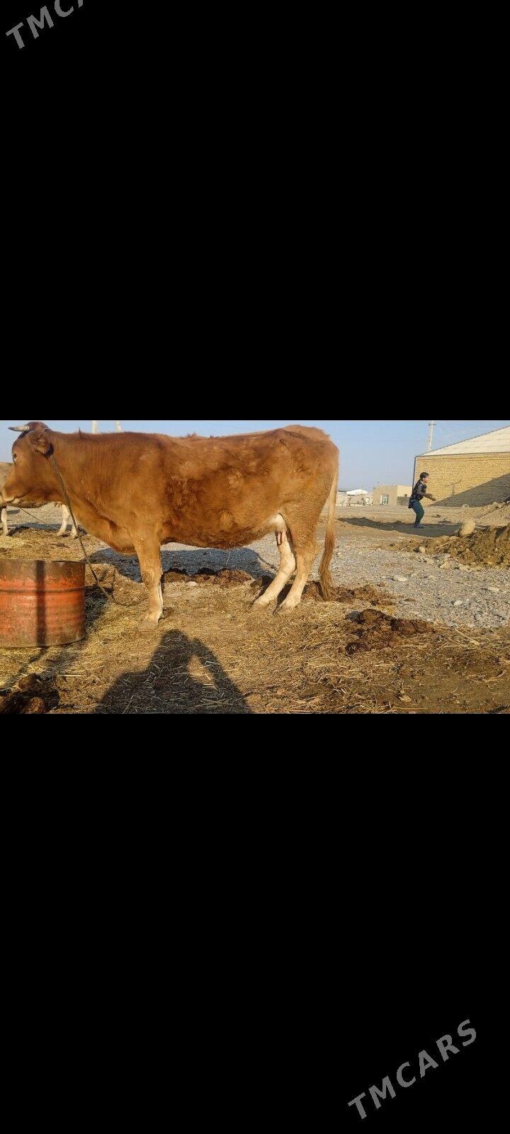 bogaz sygyrr - Бахарден - img 1