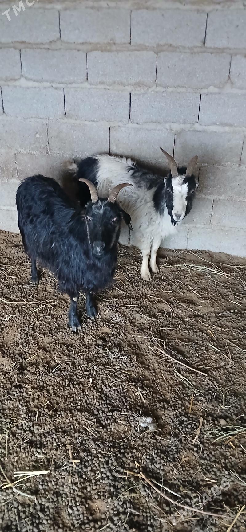 gysyr geci - Bäherden - img 1