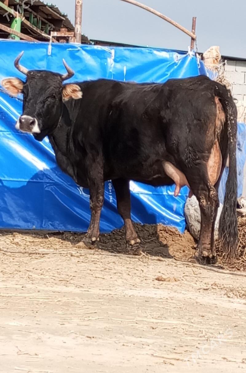 GÖLELİ SYGYR - Гёкдепе - img 1