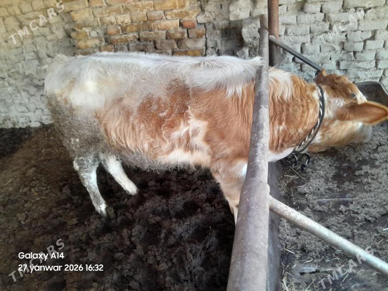 okuz - Murgap - img 1