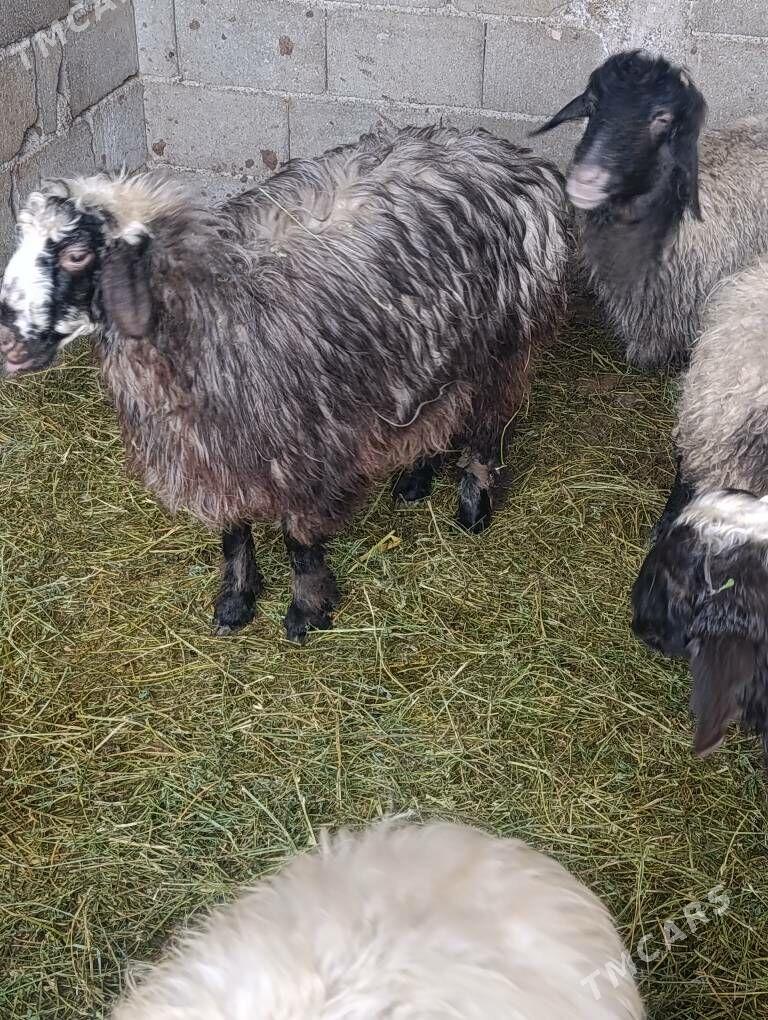 Goyun issek - Гёкдепе - img 1