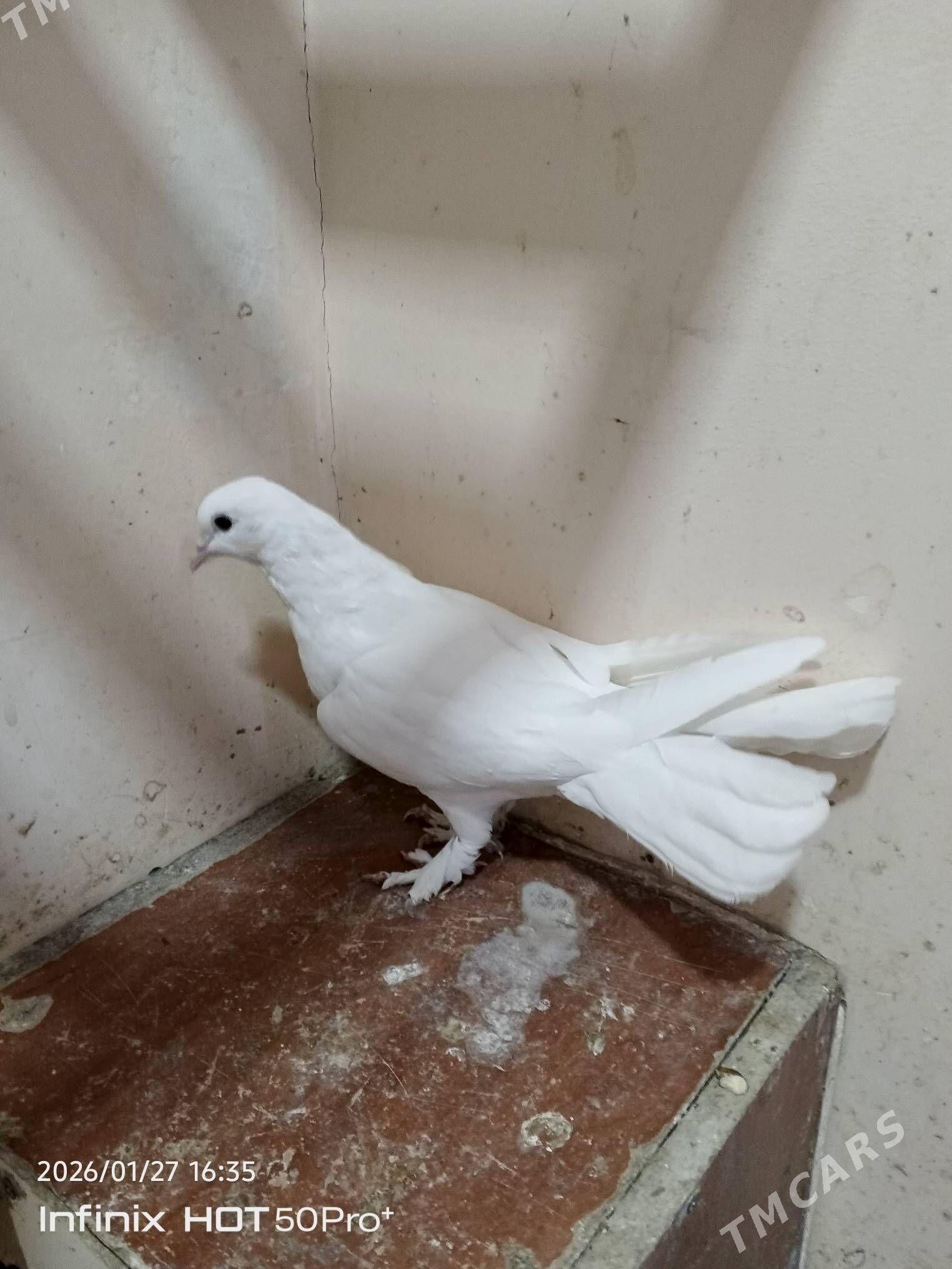 kepderi кепдери голуб - Бузмеин - img 1