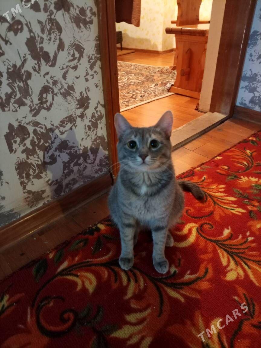 кошка - Büzmeýin GRES - img 1