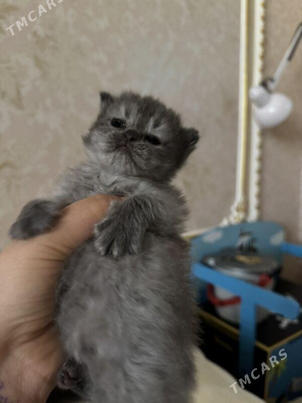 vislavusga - Howdan "W" - img 1