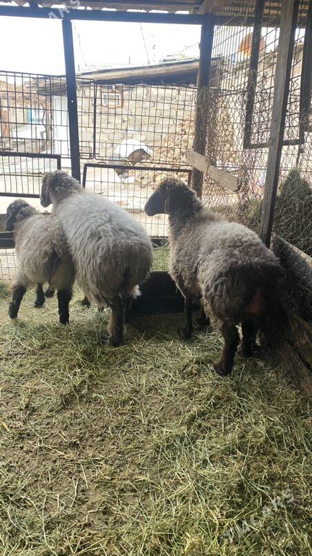 GOYUN - Aşgabat - img 1