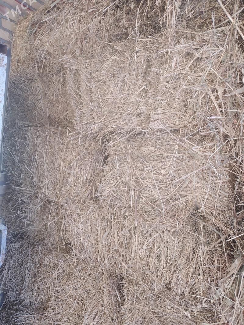 kip - Мары - img 1