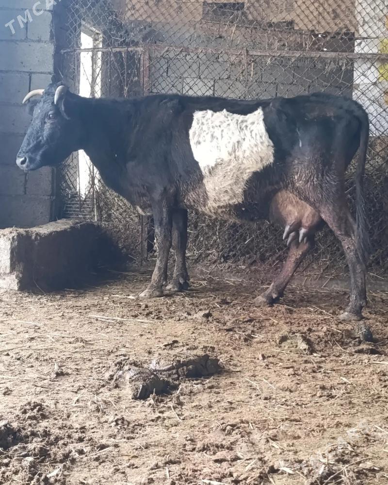 GÖLELI SYGYR - Gökdepe - img 1