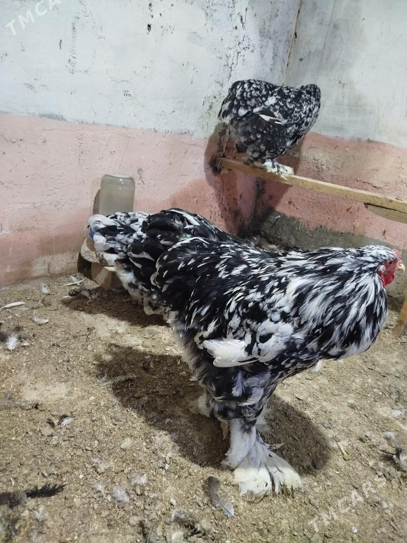 Brama - Çoganly - img 1