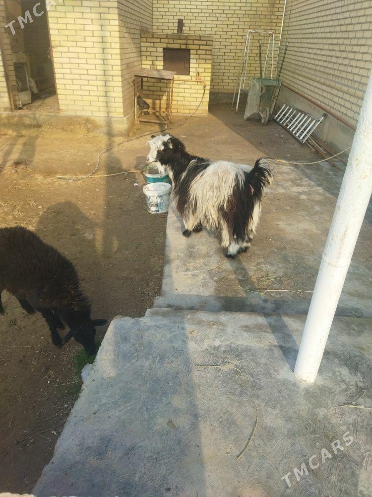 cewiş - Mary - img 1