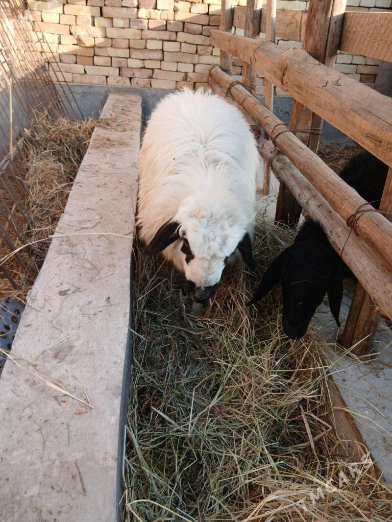 goyun - Türkmenabat - img 1