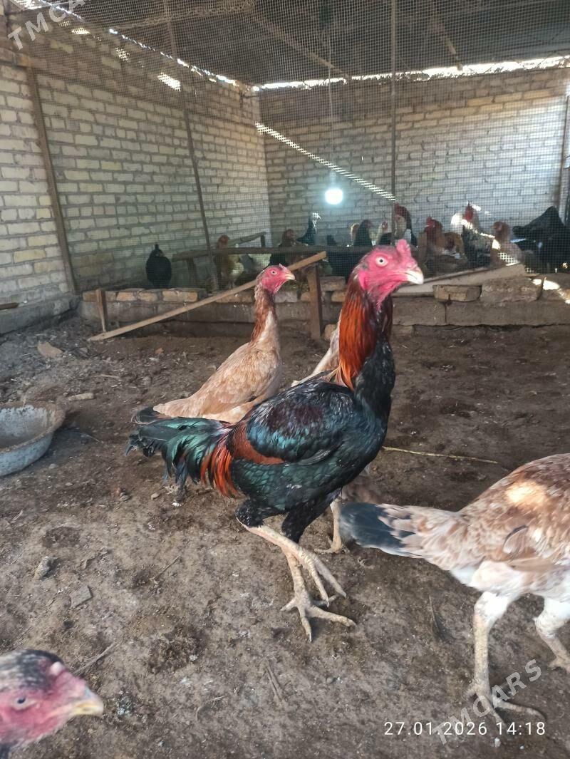 baysy horaz - Гарабекевюл - img 1