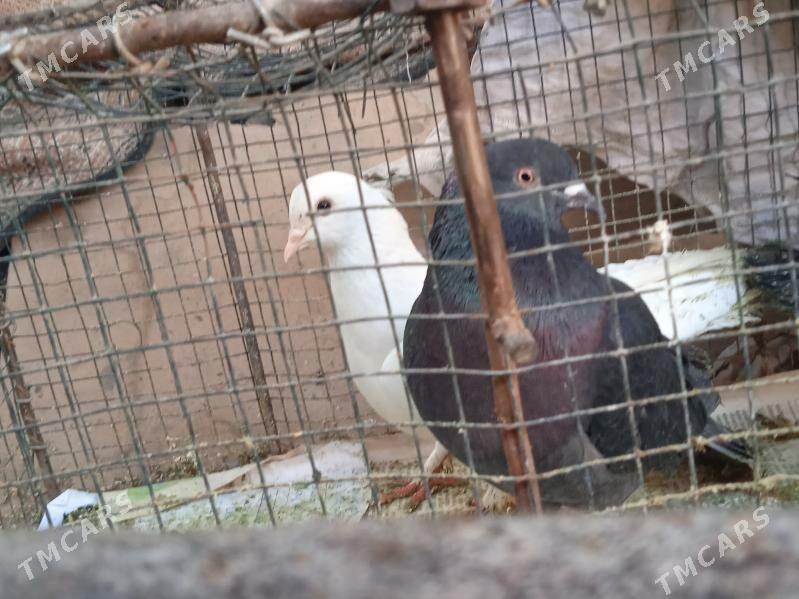 kepder - Türkmenabat - img 1