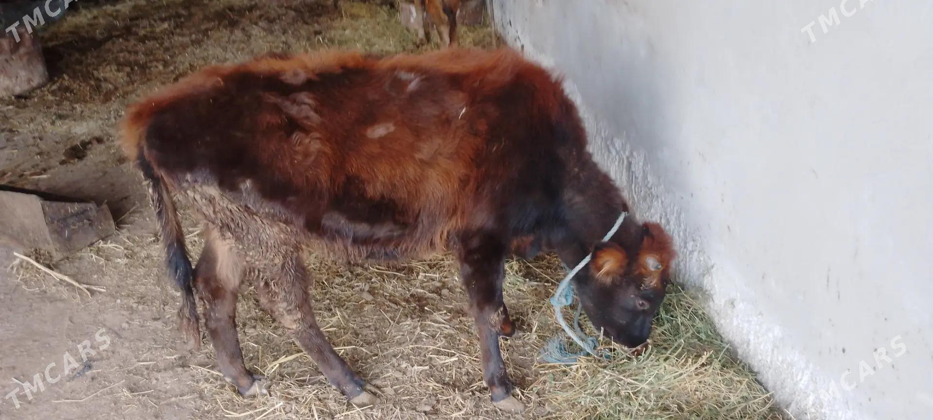 Sygyr - Дянев - img 1