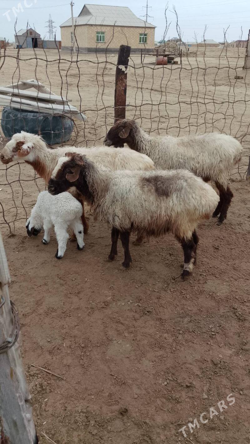 bogaz goýun guzly goýun - Эсенгулы - img 1