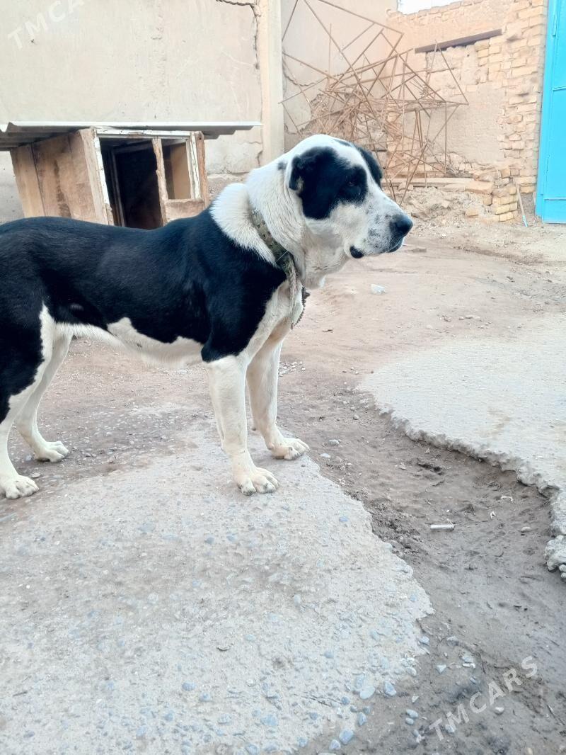 собаки - Türkmenabat - img 1