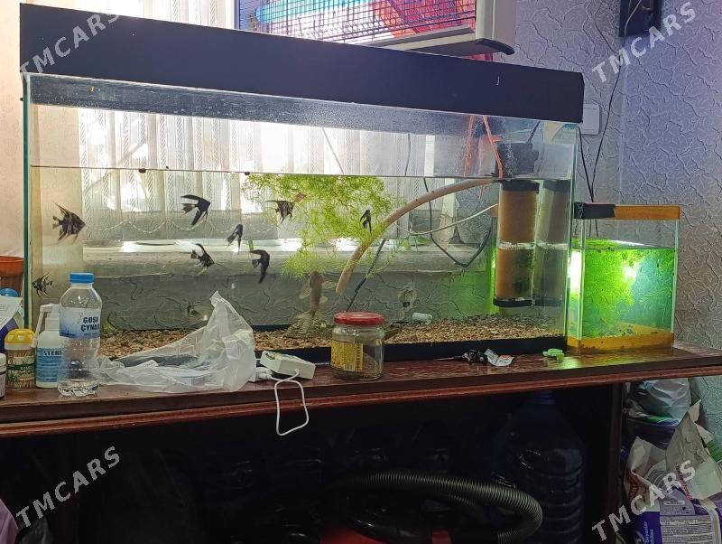 аквариум - Aşgabat - img 1