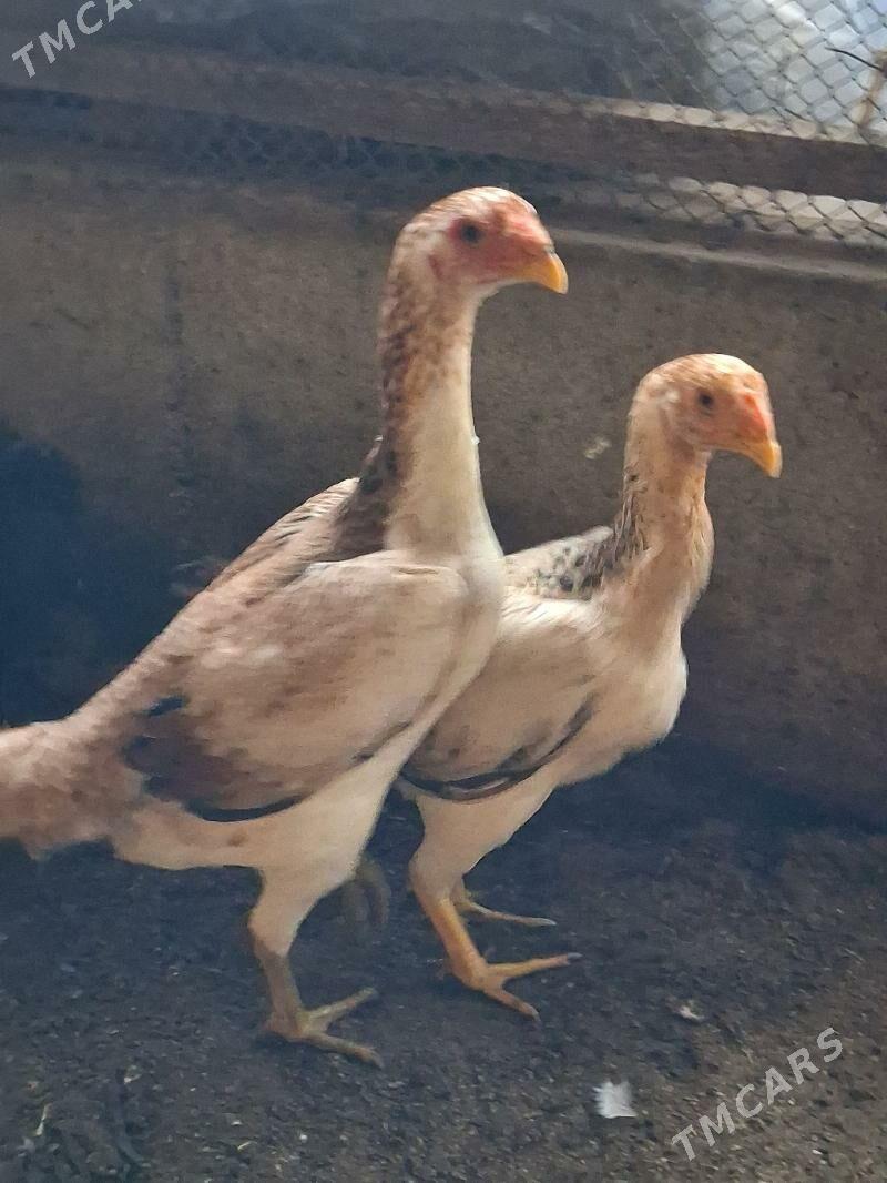 байсов товук - Чарджоу - img 1