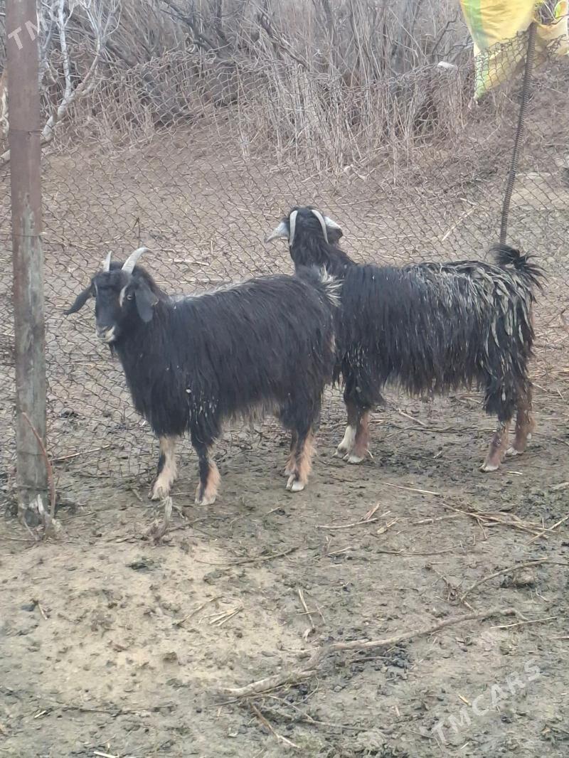 Erkek cebish - Гызыларбат - img 1