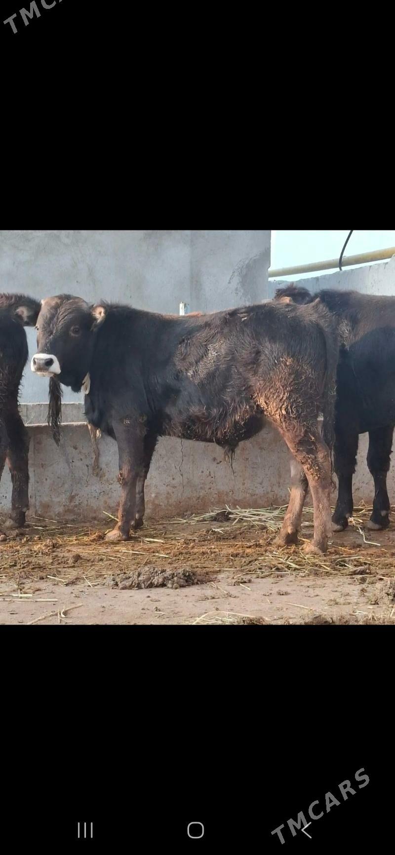 ökuz - Gökdepe - img 1