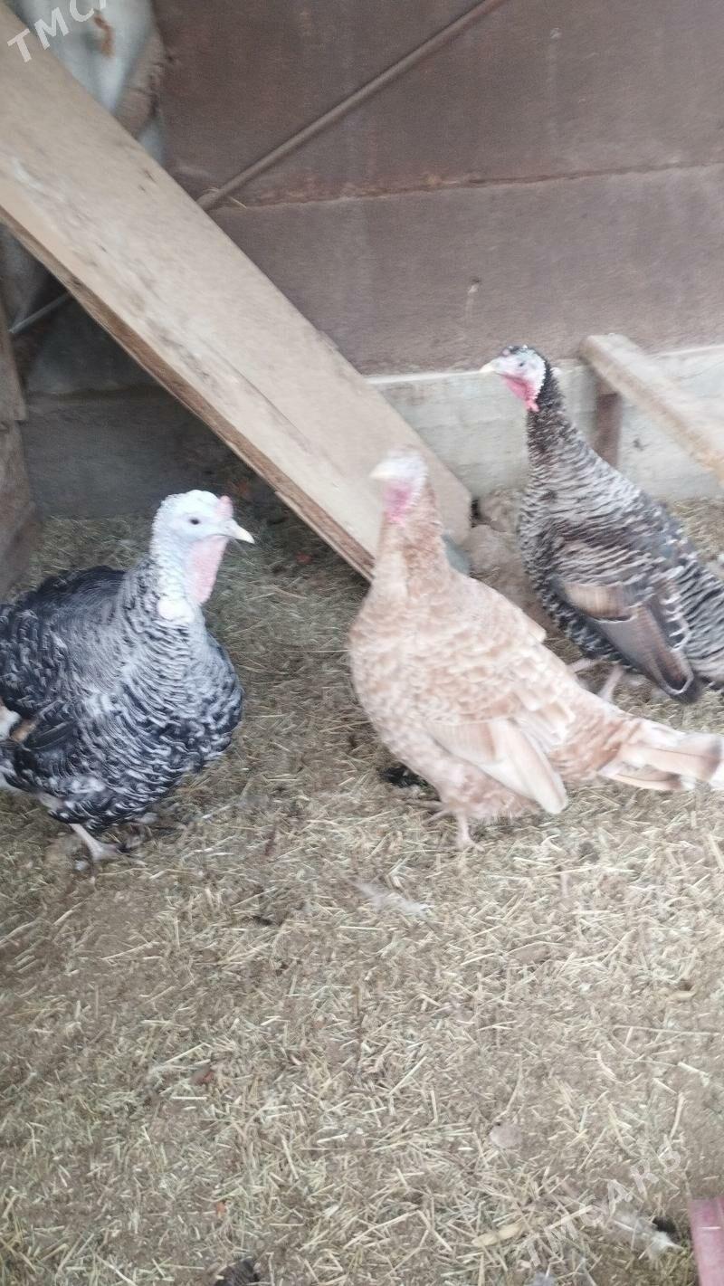 İnduk - Гумдаг - img 1