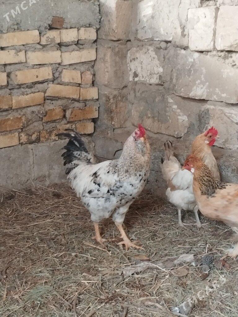 Horoz - Балканабат - img 1