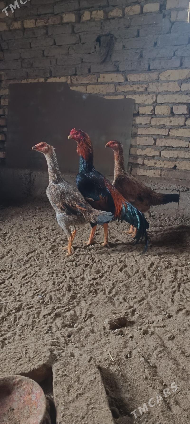 хораз - Дянев - img 1