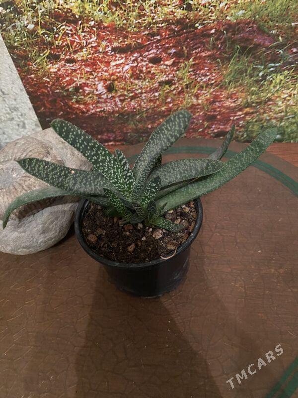 цветы для дома - Aşgabat - img 1