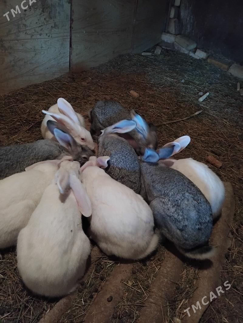 welikan towşanlar - Türkmenabat - img 1