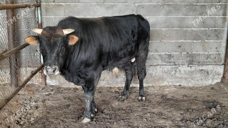 Okuz - Ак-Бугдайский этрап - img 1