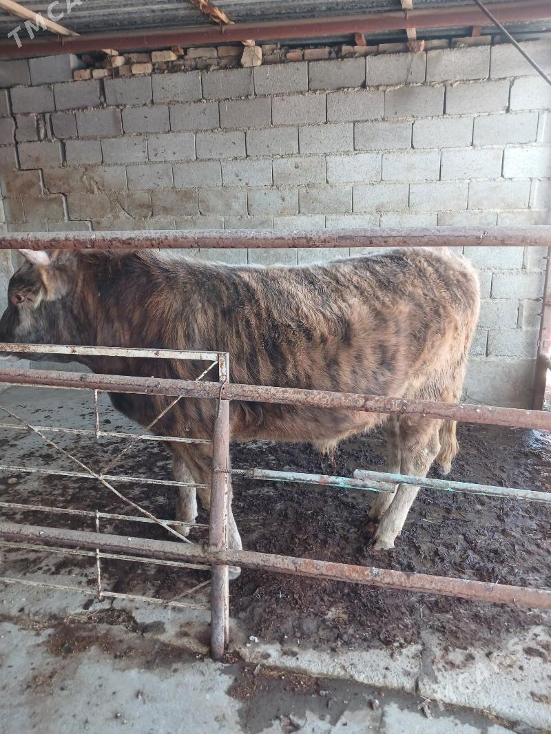 okuz - Bäherden - img 1