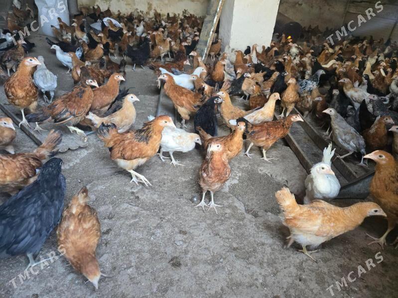 Yerli jujeler - Sakar - img 1