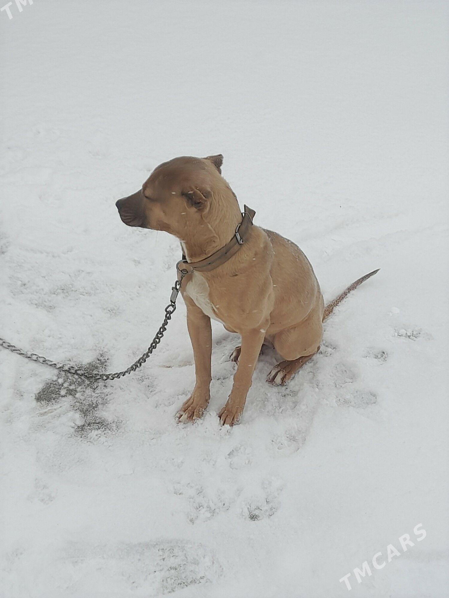 Pitbull it - Çärjew - img 1