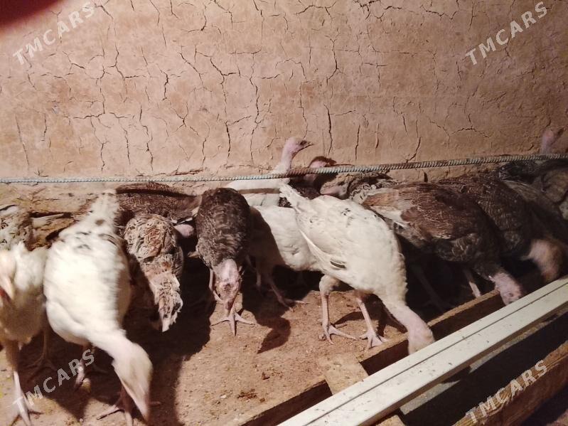 Hinduklar - Бабадайхан - img 1