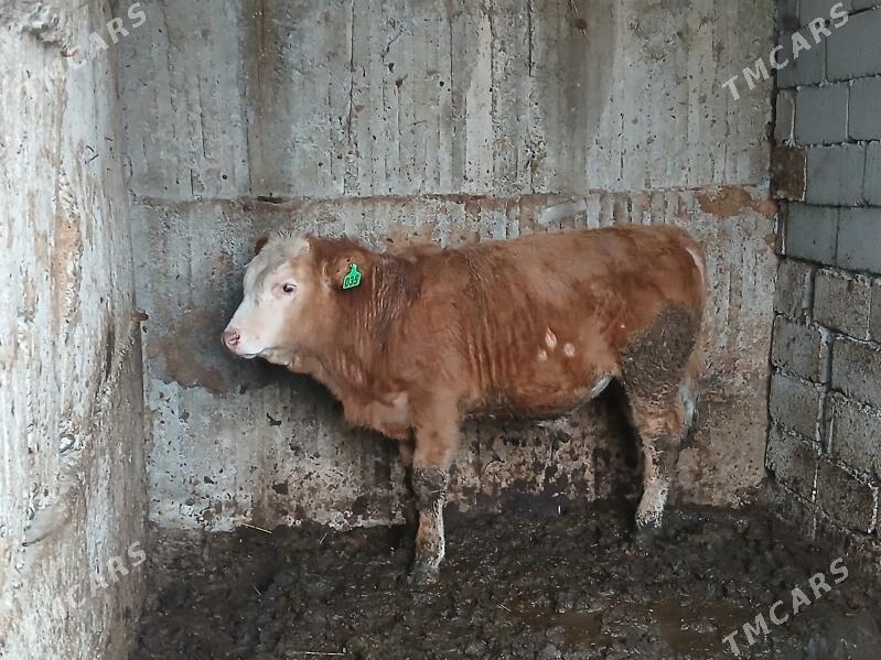 simltan öküz - Büzmeýin - img 1