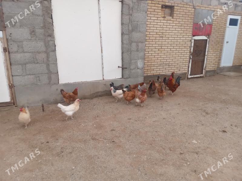 towuk - Gumdag - img 1