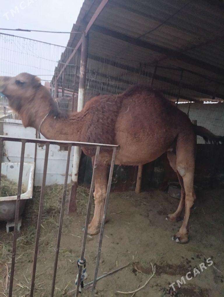 bogoz düýe - Теджен - img 1