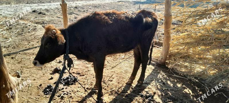 tuwe - Babadaýhan - img 1