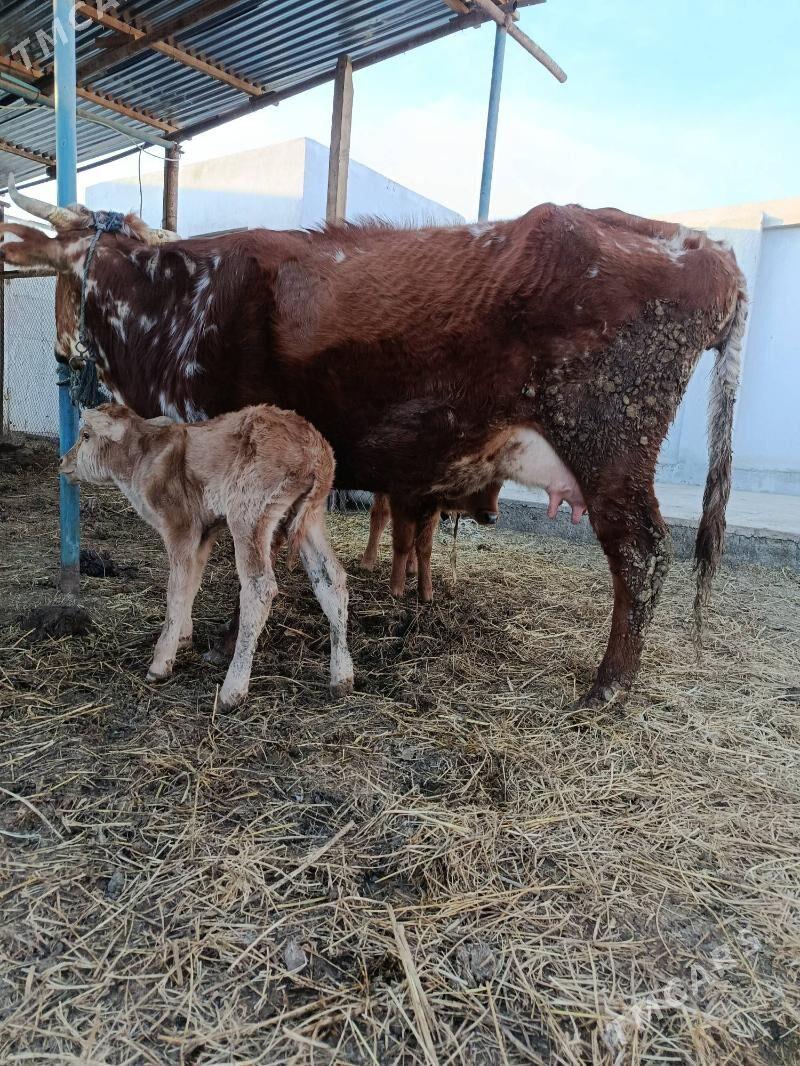 goleli sygyr - Türkmenabat - img 1