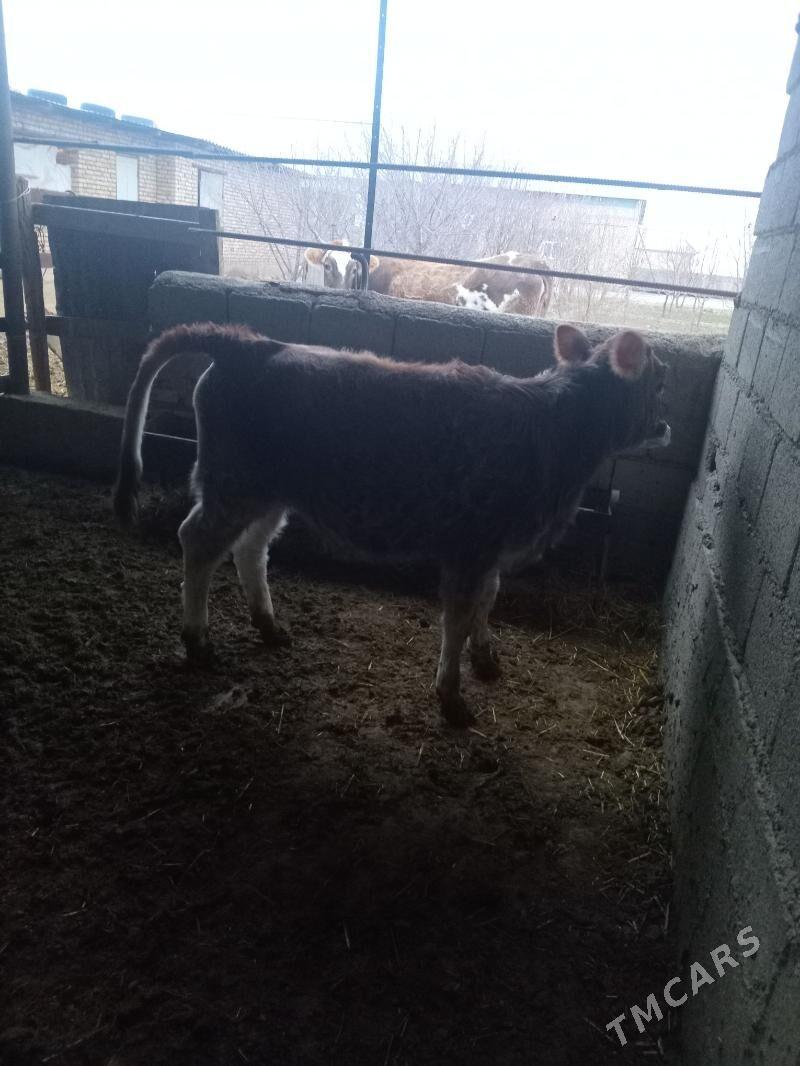 tüwe - Kaka - img 1