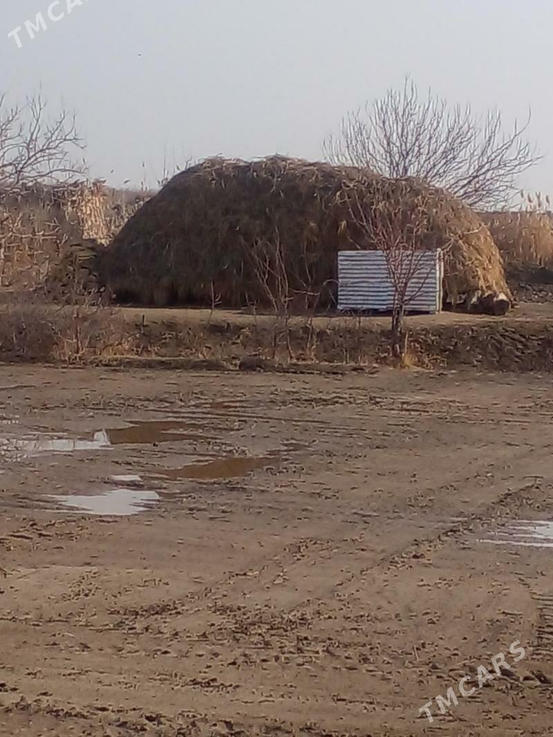 Ot - Саят - img 1