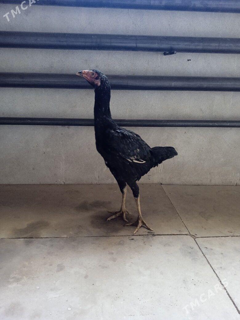 jujeler - Farap - img 1