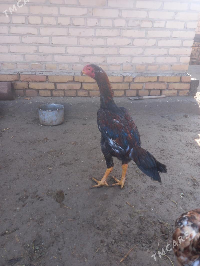 baysovy jüje - Туркменабат - img 1