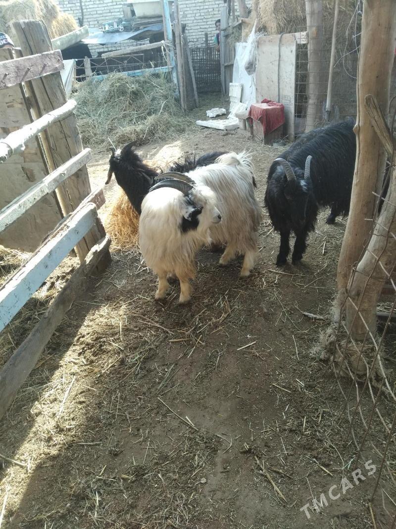 serkeler - Фарап - img 1