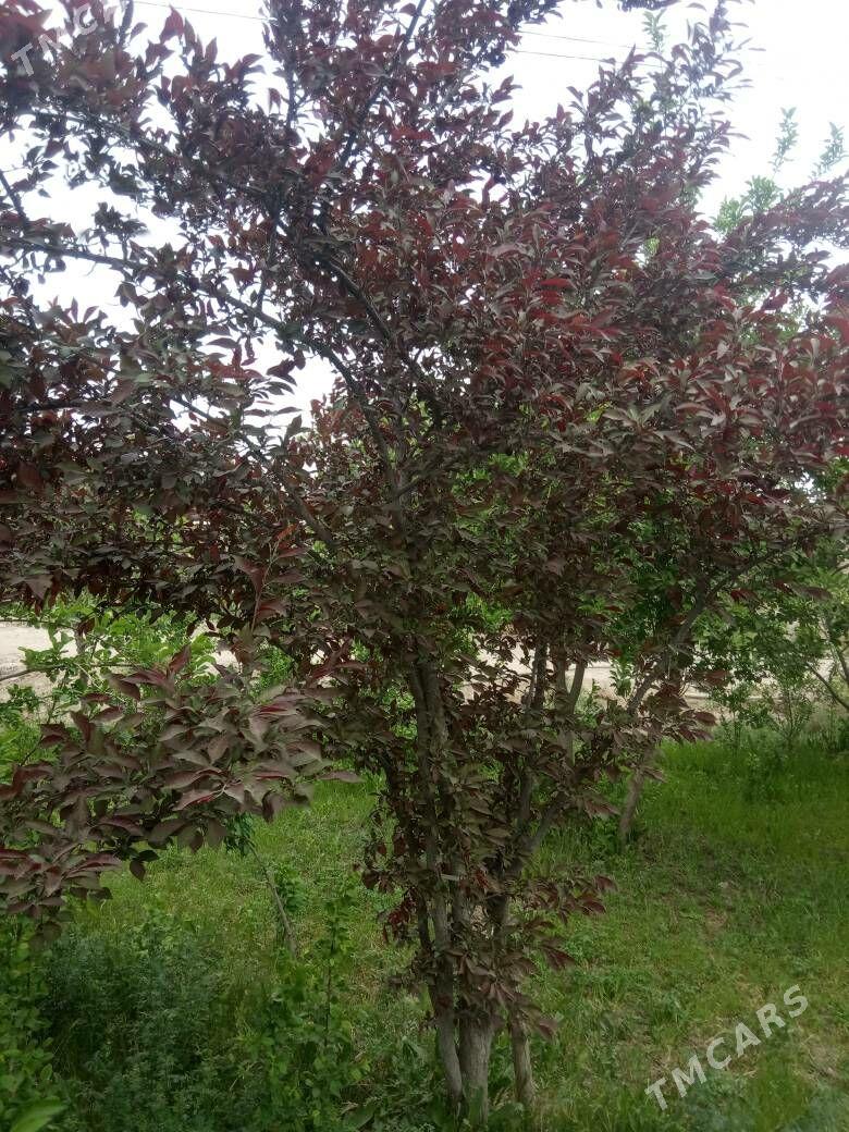 Reyhan Yaprak bomba - Векильбазар - img 1