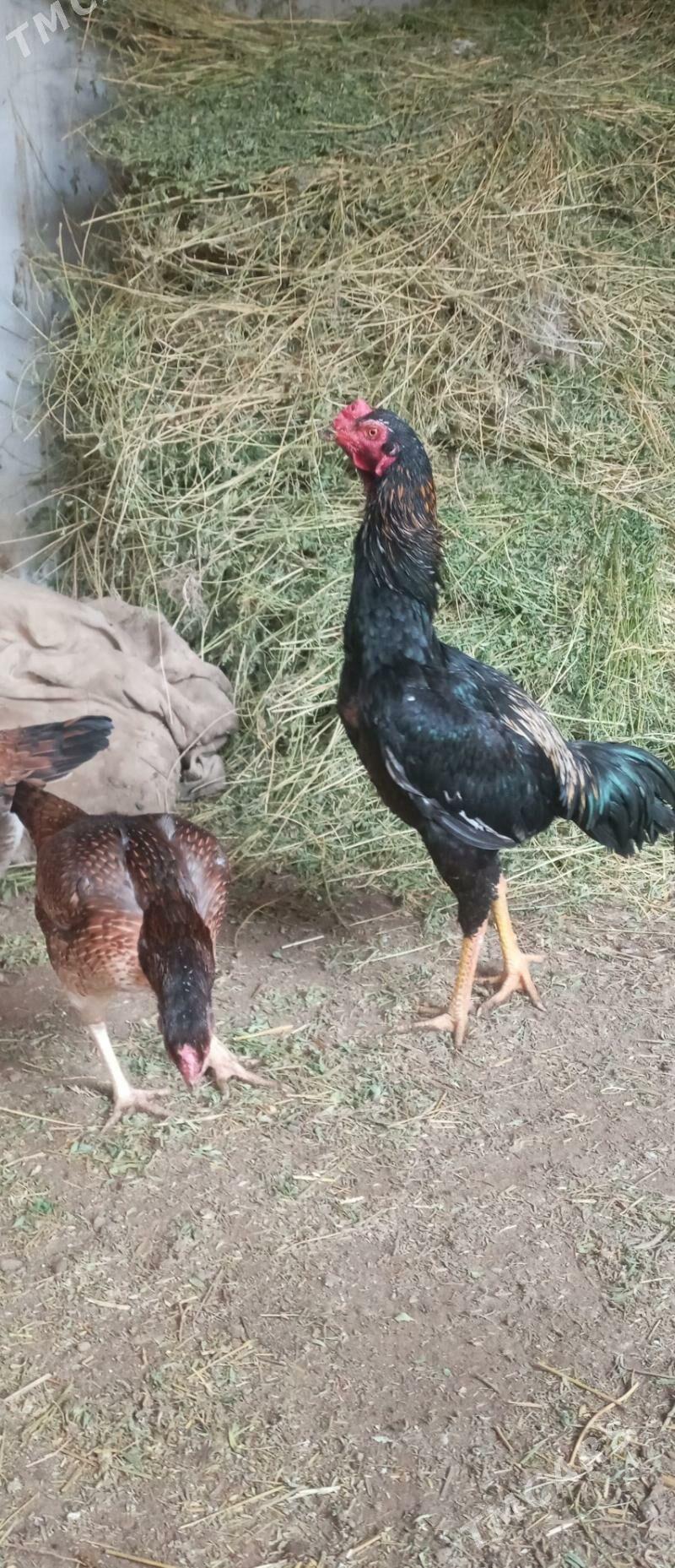 Horaz baýes - Çärjew - img 1