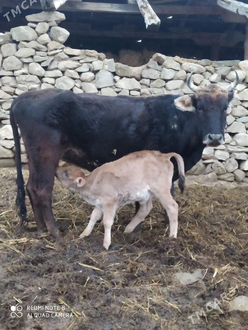 Golelı sygyr - Bäherden - img 1