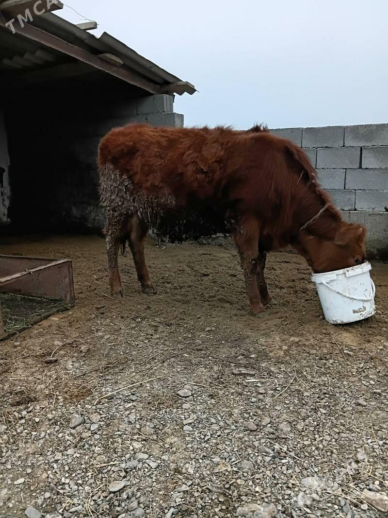 gole - Gökdepe - img 1